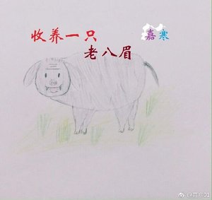 收养一只老八眉