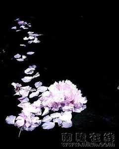 落花为尘襄如故